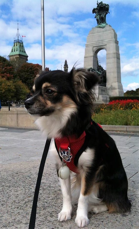 a picture of our chihuahua at the Ottawa War Memorial
